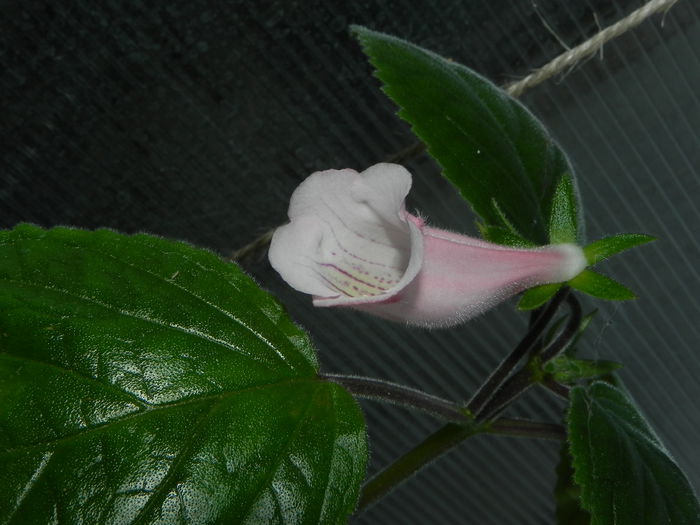 DSCN8386