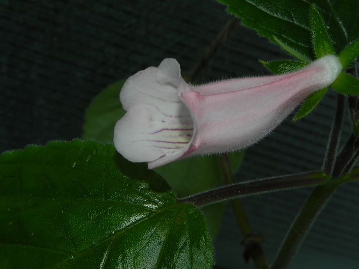 DSCN8388