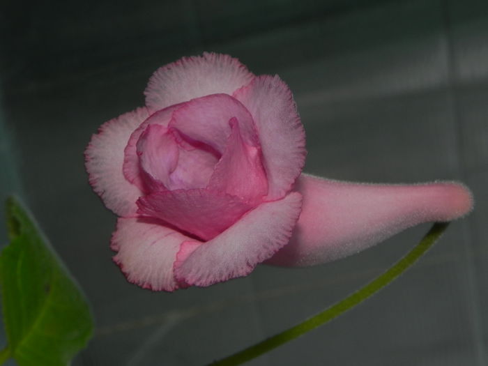 DSCN8391