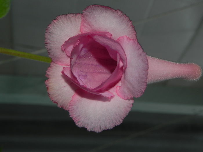 DSCN8392