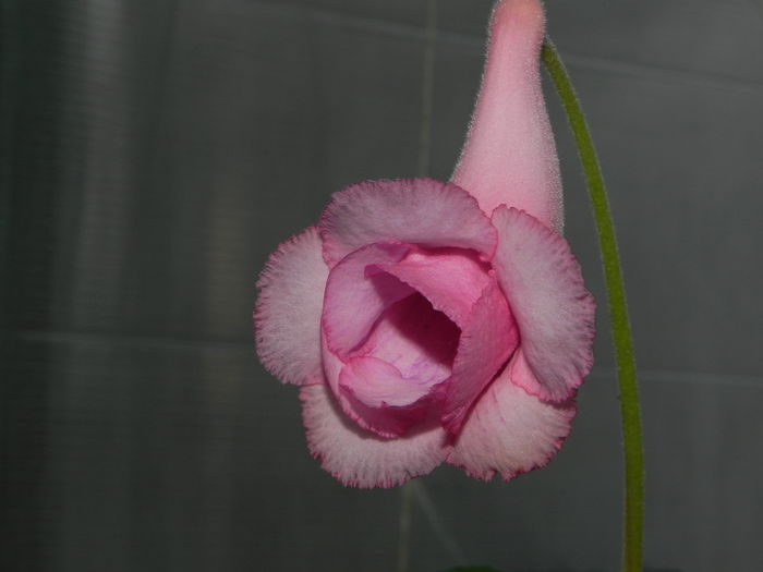 DSCN8393