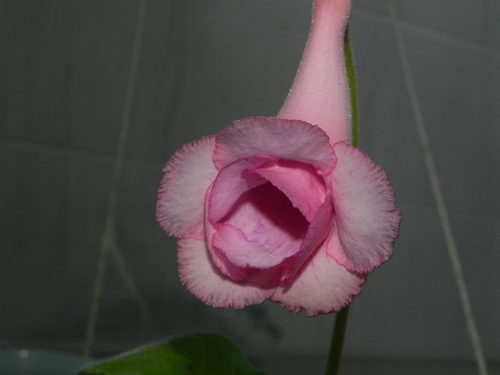 DSCN8394