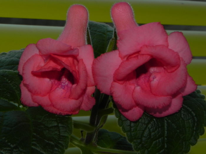 DSCN8420
