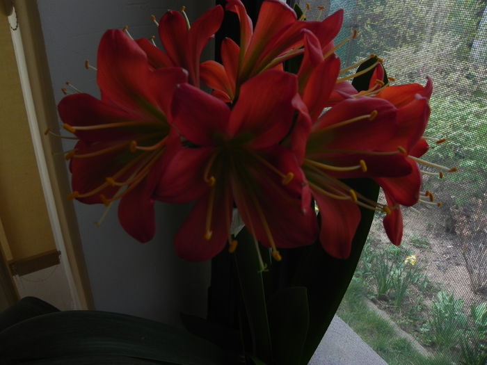 DSCN8792 - CLIVIA