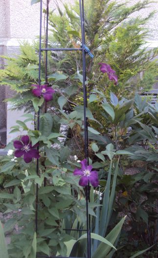 DSC00267 - 1 Clematite 2015