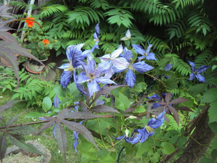 DSC00500 - 1 Clematite 2015