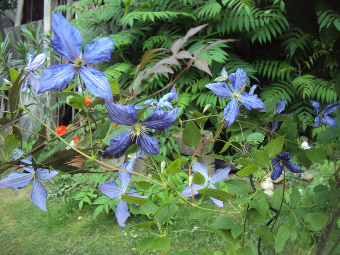 DSC00501 - 1 Clematite 2015