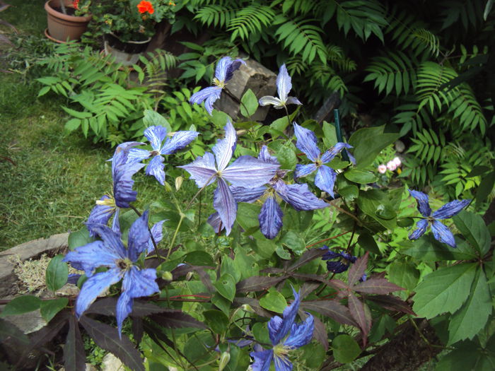 DSC00615 - 1 Clematite 2015