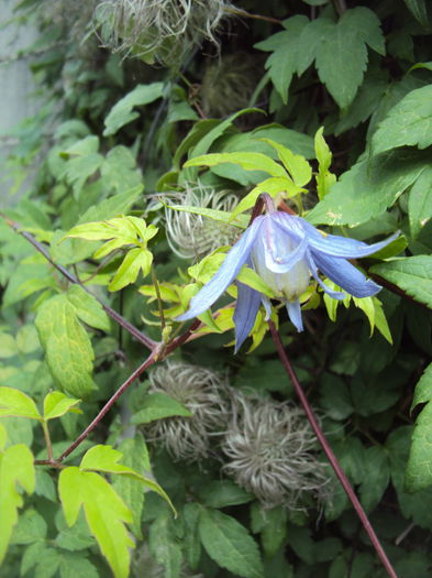 DSC00673 - 1 Clematite 2015