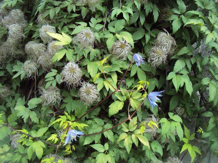 DSC00676 - 1 Clematite 2015