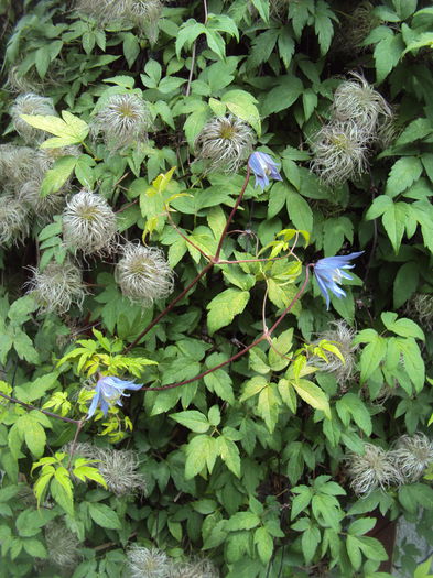 DSC00677 - 1 Clematite 2015