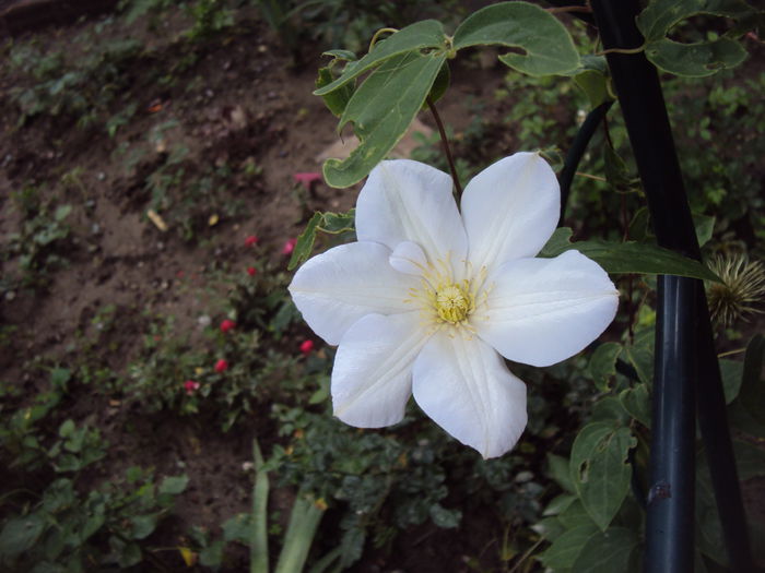 DSC01318 - 1 Clematite 2015