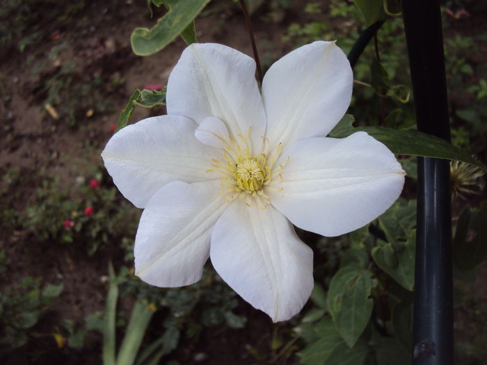 DSC01319 - 1 Clematite 2015