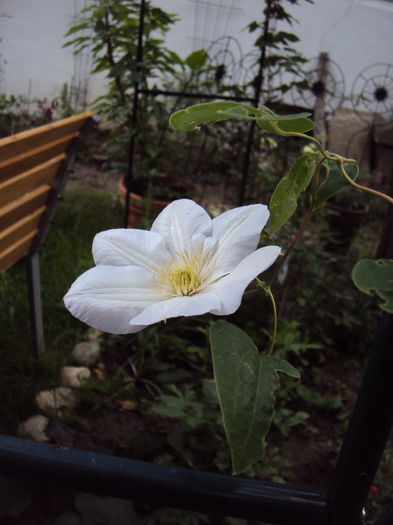 DSC01333 - 1 Clematite 2015