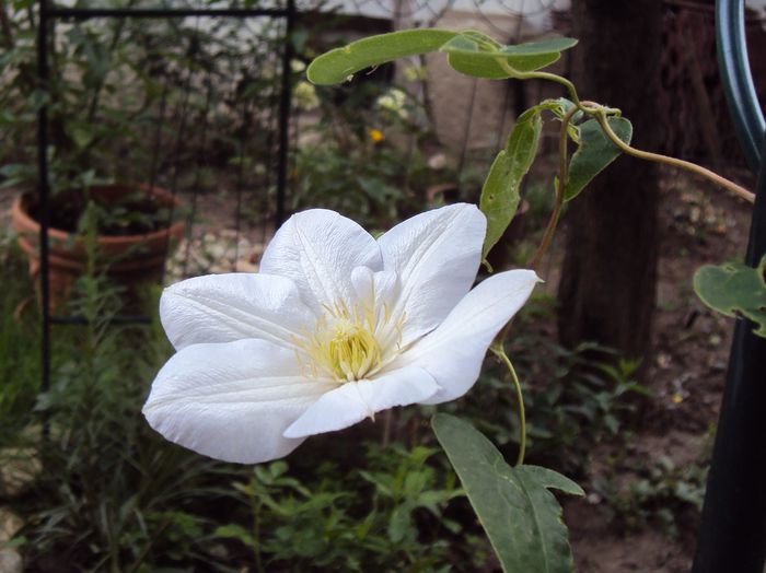 DSC01332 - 1 Clematite 2015