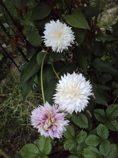 DSC01129 - 1 Clematite 2015