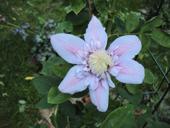 DSC01131 - 1 Clematite 2015