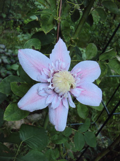 DSC01132 - 1 Clematite 2015