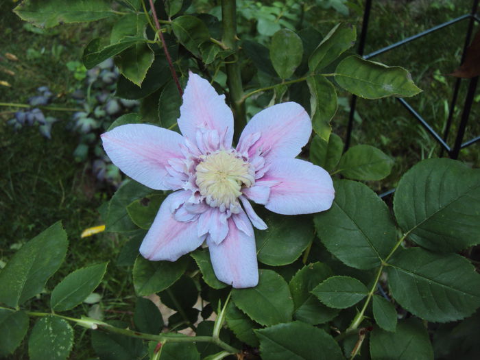DSC01133 - 1 Clematite 2015