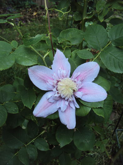 DSC01134 - 1 Clematite 2015