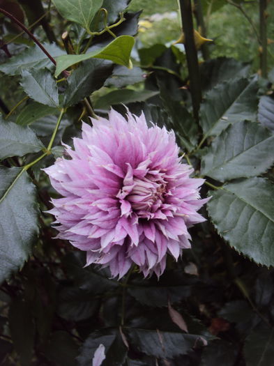 DSC01135 - 1 Clematite 2015