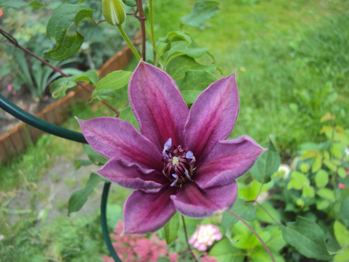 Temptation - 1 Clematite 2015