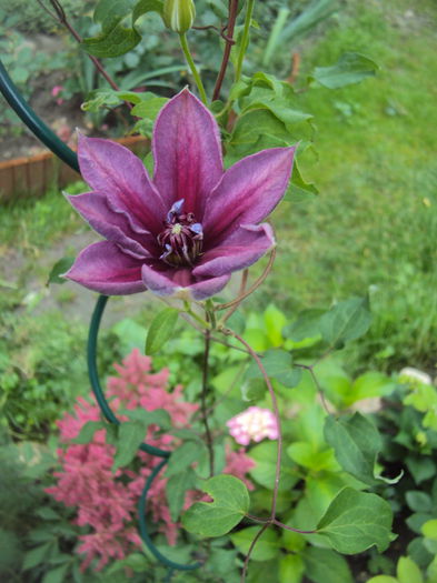 DSC01139 - 1 Clematite 2015