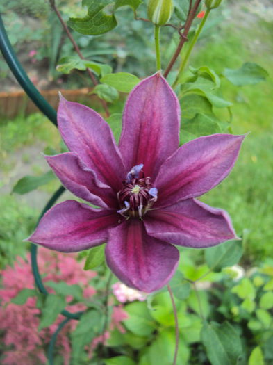 DSC01140 - 1 Clematite 2015