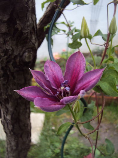 DSC01141 - 1 Clematite 2015