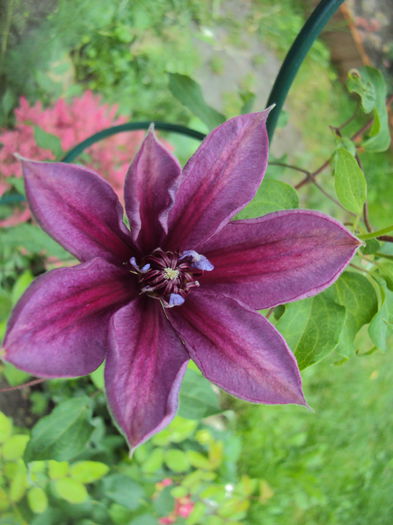 DSC01142 - 1 Clematite 2015