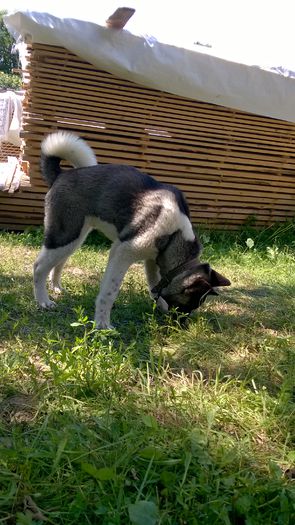 WP_20150610_003 - Max - Akita American