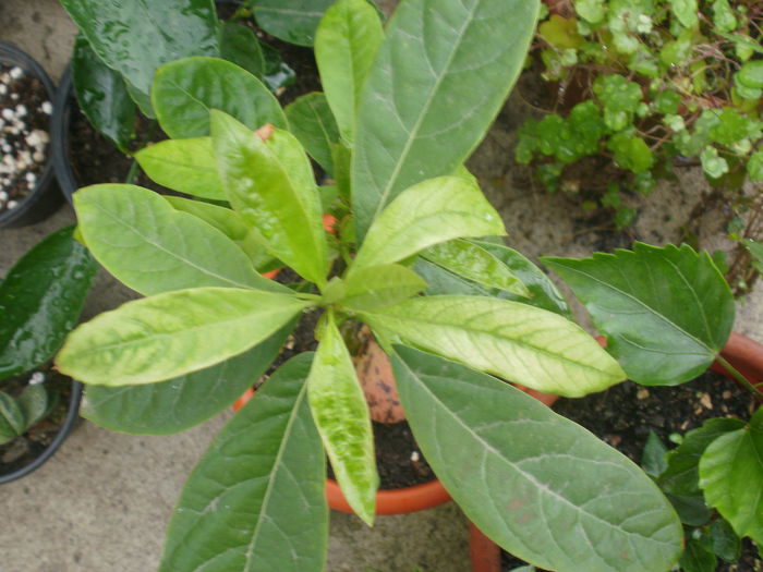 P3170580 - Plante II