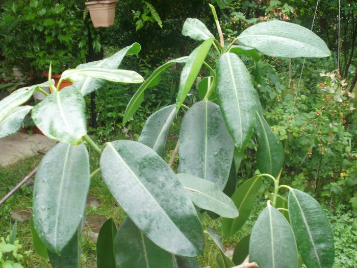 P3170564 - Plante II