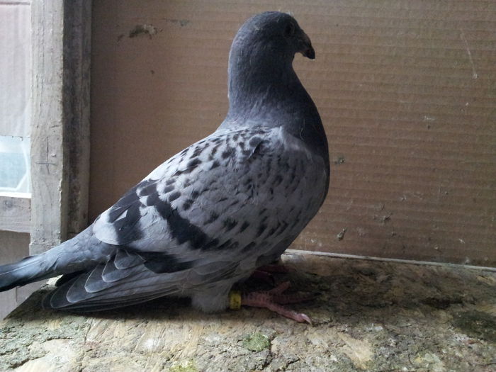 20150628_223022 - Pui 2015 voiajori standard