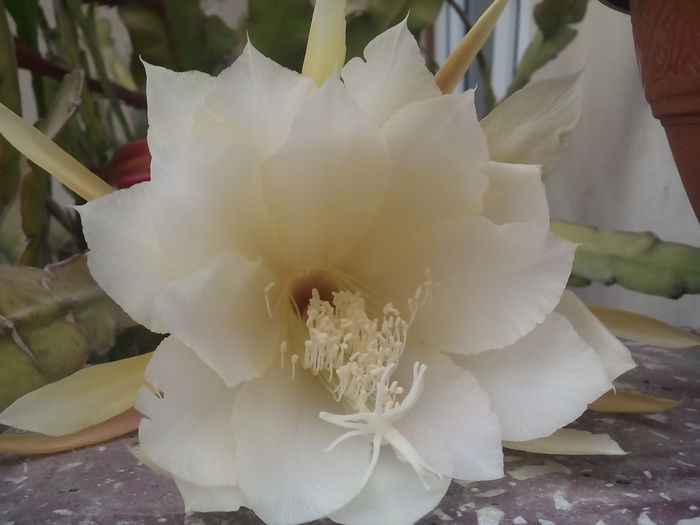 IMG_20150628_144318 - Epiphyllum