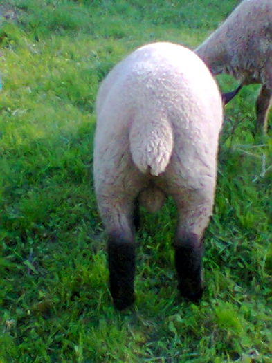 Fotogr.1340; berbecutul
