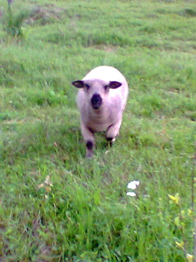 Fotogr.1416; mieluta
