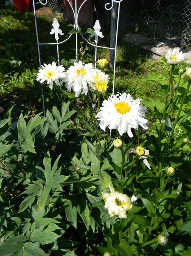 Picture 3228 - 3 Gradina 2015