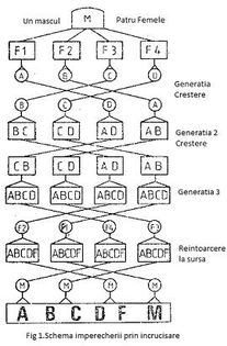 Un-mascul-cu-4-femele - Formarea unei linii de porumbei