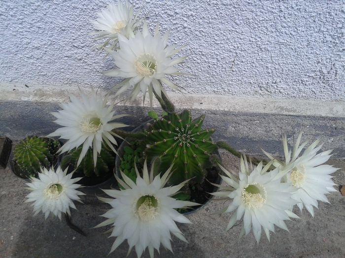 20150620_125102 - Cactusi 2015