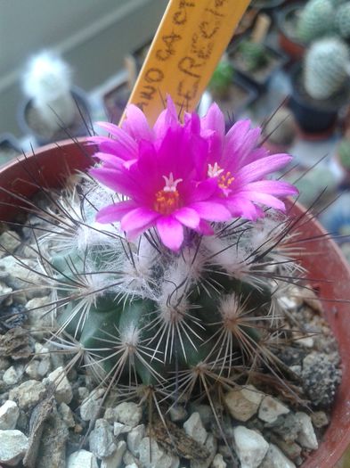 20150616_111438 - Cactusi 2015