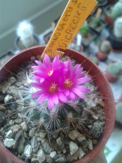 20150616_111424 - Cactusi 2015