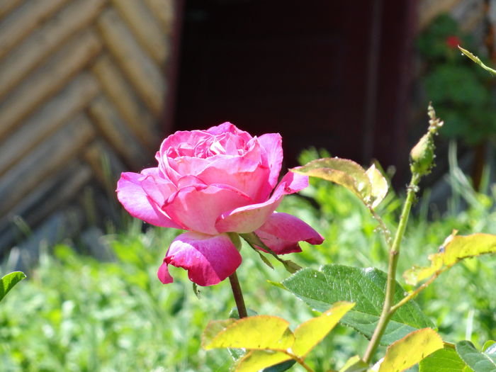 DSC01851 - trandafiri 2015