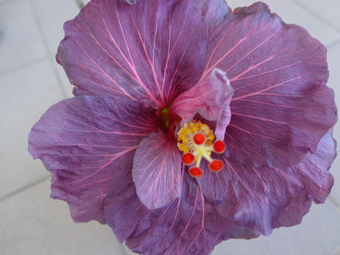 DSC08014 - HIBISCUS PURPLE BAYOU