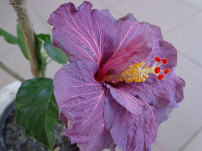 DSC08005 - HIBISCUS PURPLE BAYOU