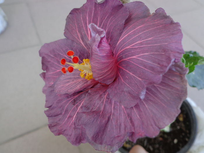 DSC08008 - HIBISCUS PURPLE BAYOU