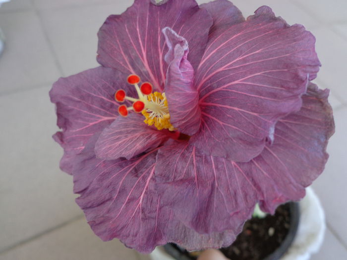 DSC08010 - HIBISCUS PURPLE BAYOU