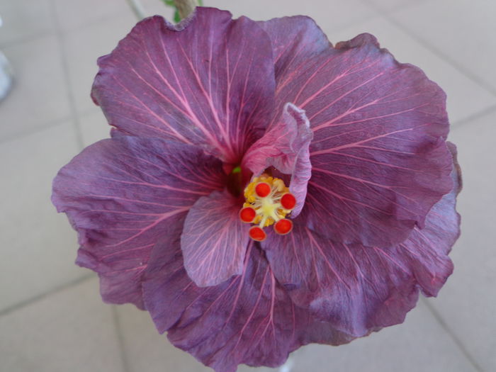 DSC08003 - HIBISCUS PURPLE BAYOU