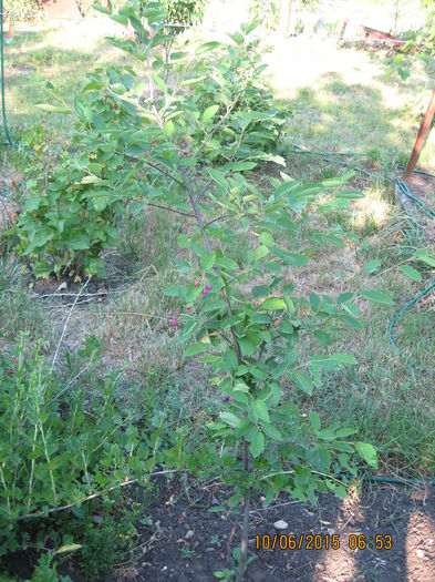 Incep postarile din 2015 cu un .... - 3 ARBUSTI FRUCTIFERI SI ORNAMENTALI