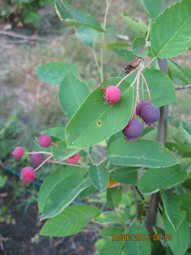 arbust deosebit - Amelanchier lamarchi.. - 3 ARBUSTI FRUCTIFERI SI ORNAMENTALI